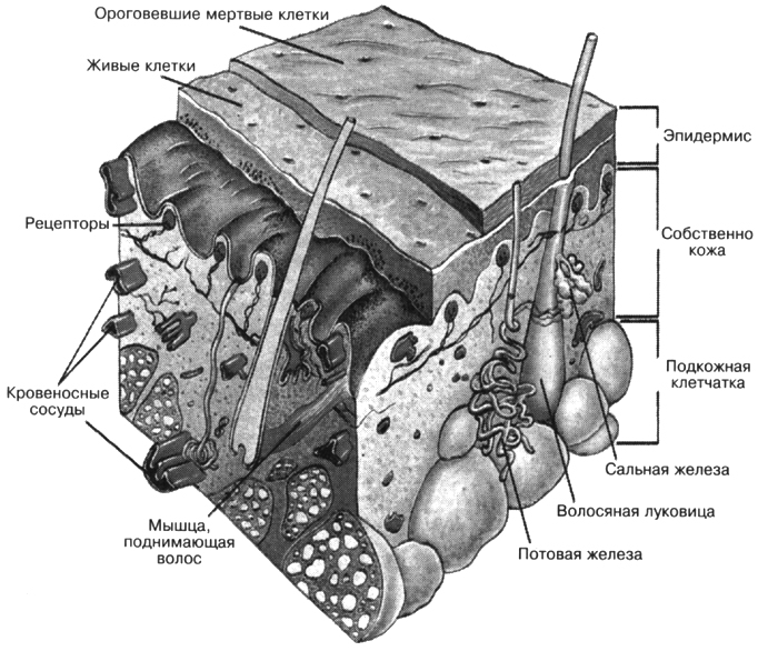 Клетки эпидермиса