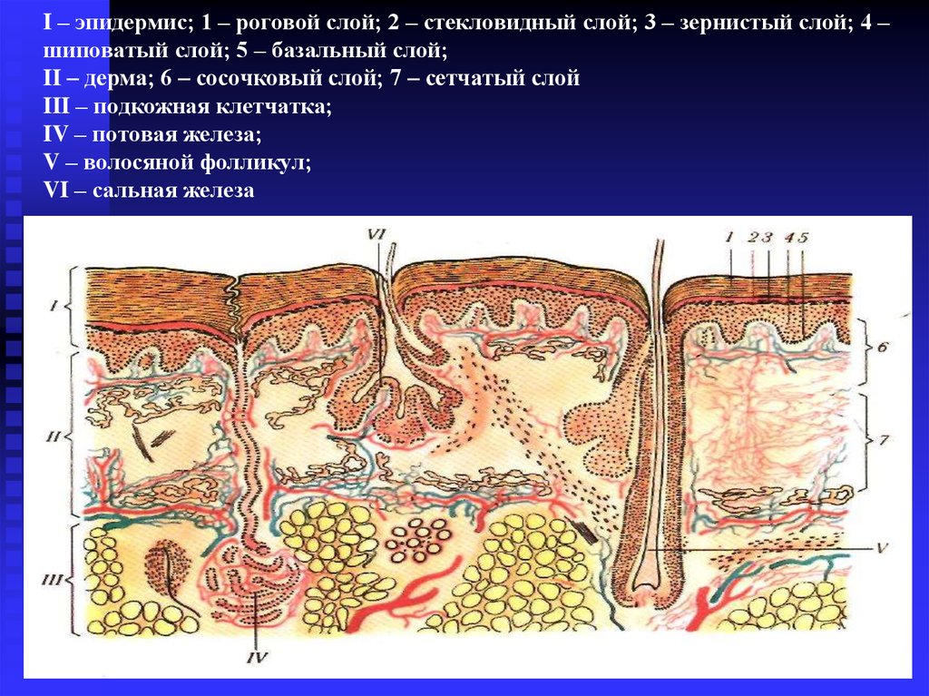 Кожа пальца. Строение дермы гистология. Сетчатый слой дермы гистология. Сосочковый и сетчатый слой кожи гистология. Строение дермы кожи гистология.