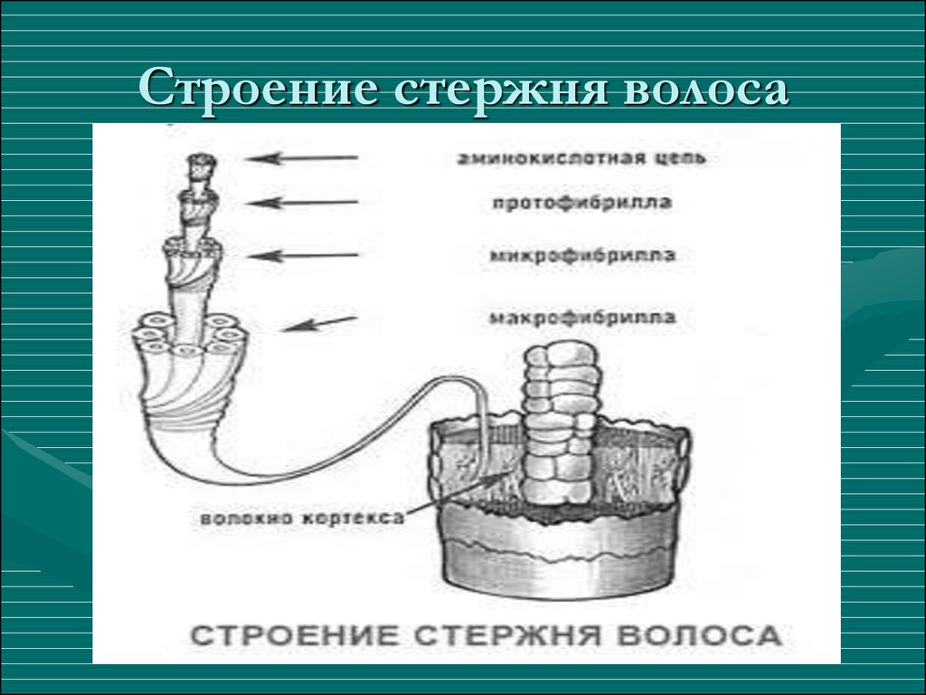 Строение стержня. Строение стержня волоса. Строение стержня волоса схема. Строение стержня волоса человека. Строение стержня волоса в разрезе.