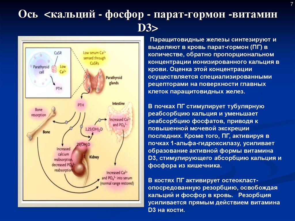 Фосфоре кальции железе