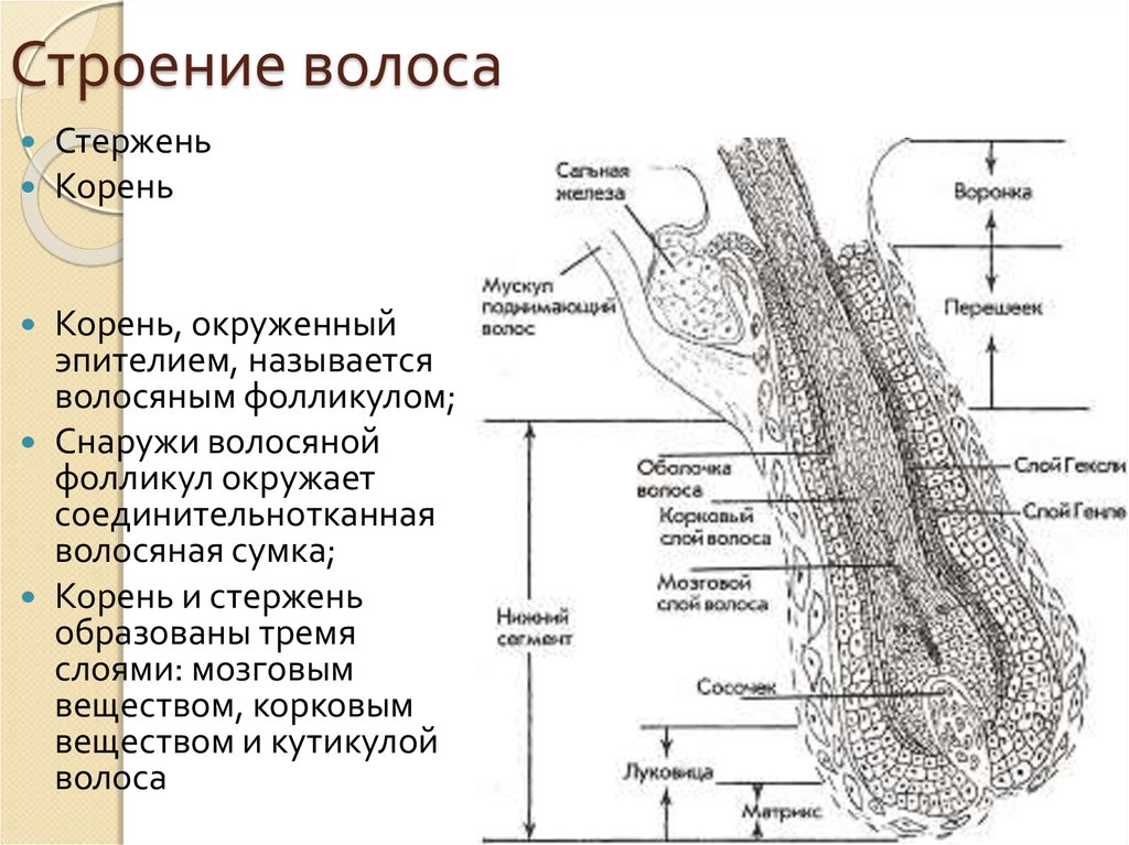 Препараты для стержня волоса