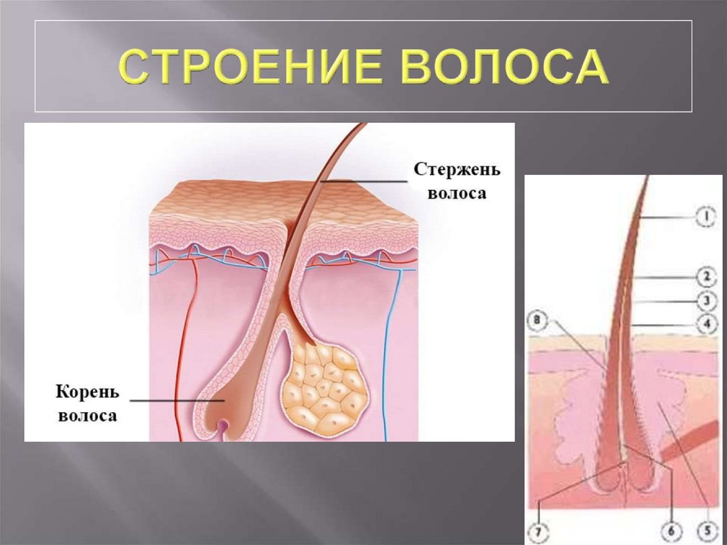 Структура волоса. Строение волоса. Строение волоса стержень корень. Схема корня волоса. Строение волоса брови стержень и корень.