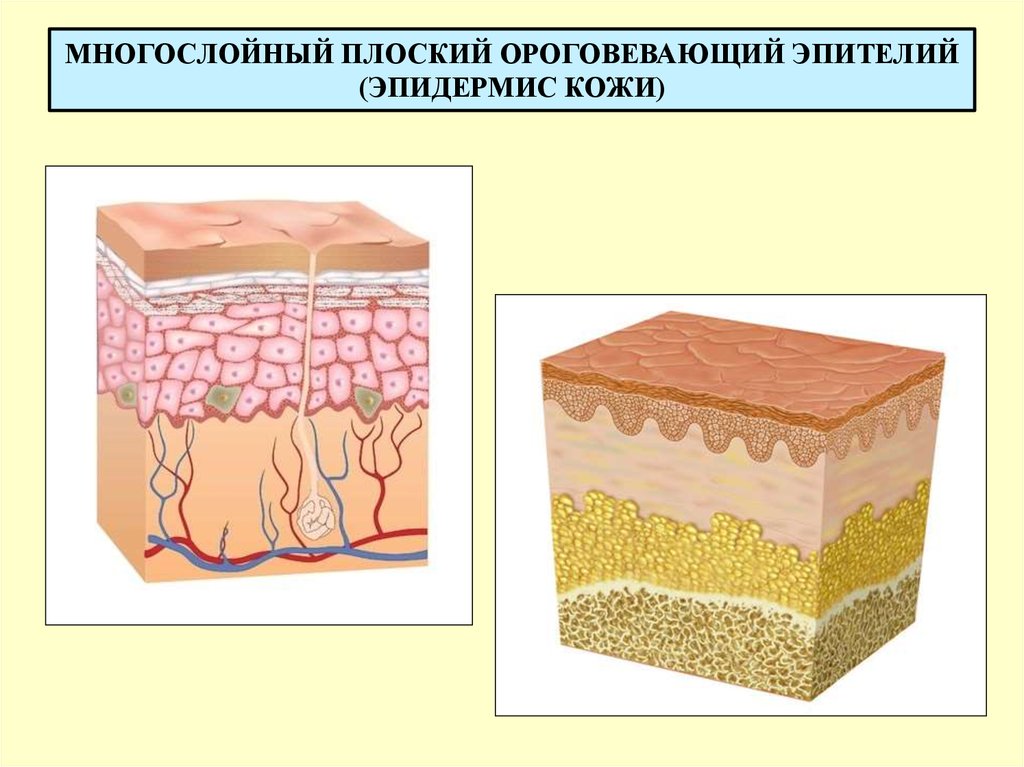 Тип ткани эпидермиса кожи