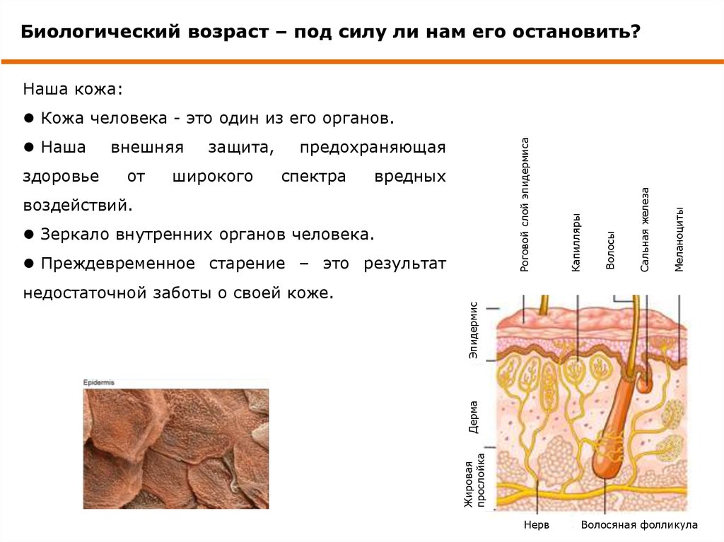 Факты о коже