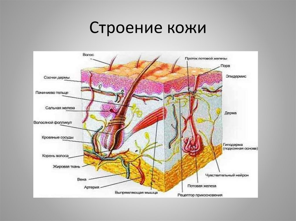 Строение кожи в картинках