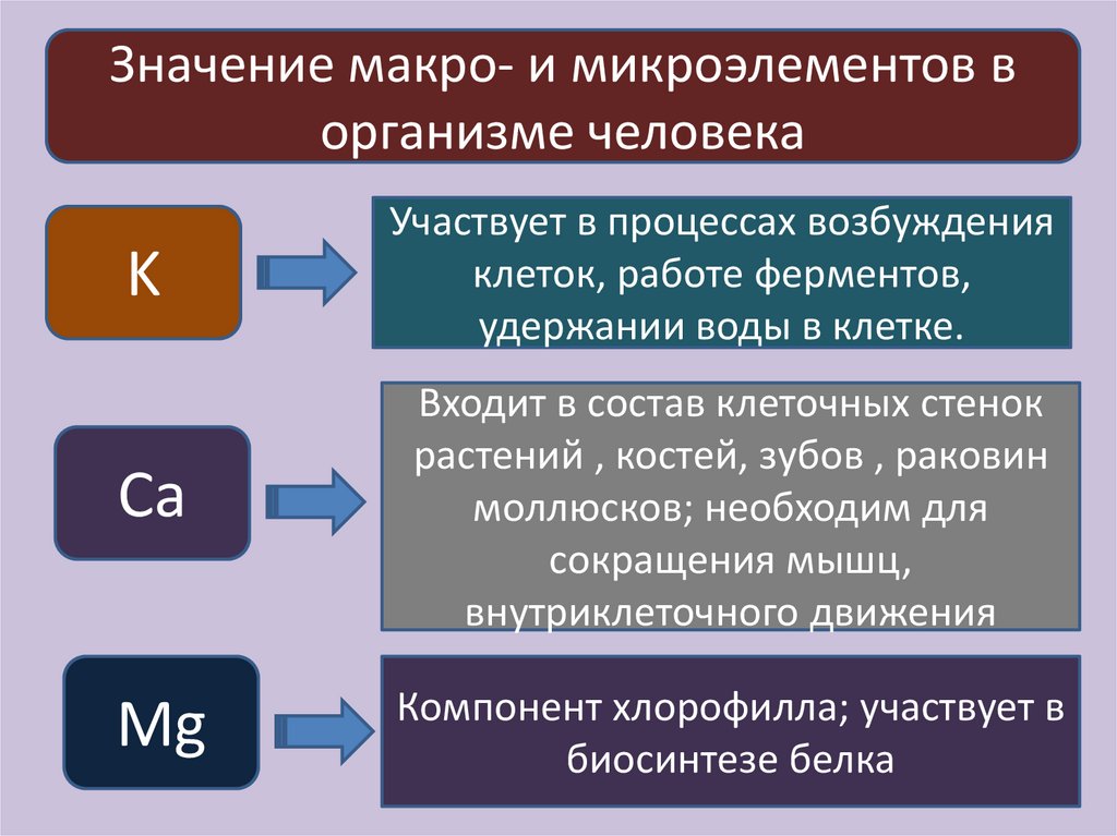 Макро и микроэлементы животных