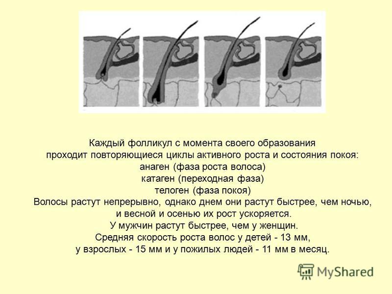 Расти дальше. Переходная фаза роста волоса. Период покоя волосяного фолликула называется. Остриженные волосы структура. Период покоя для волоса это.