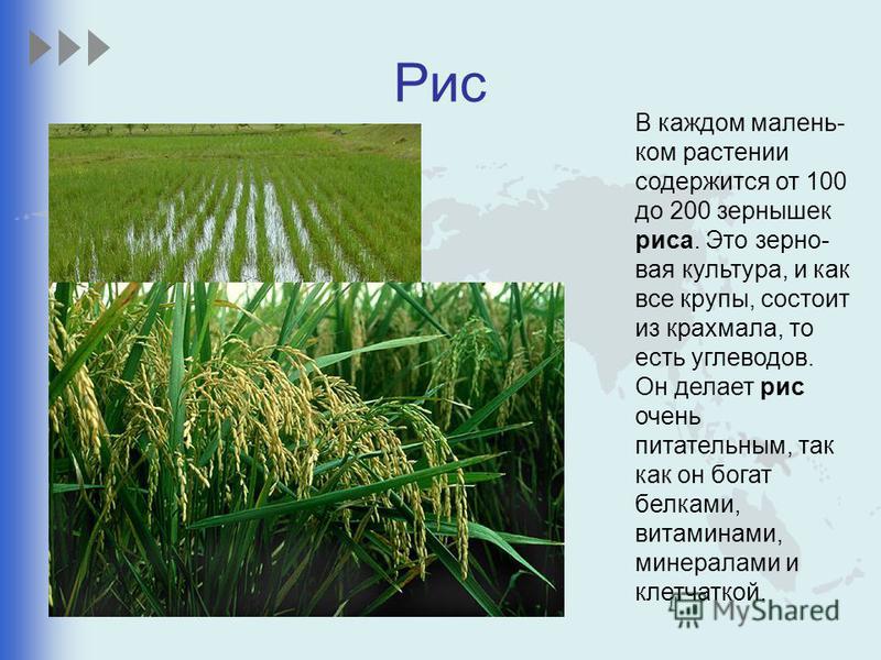 Рис относится к группе. Рис-основная зерновая культура. Рис культурное растение. Рис злаковая культура. Рис описание.