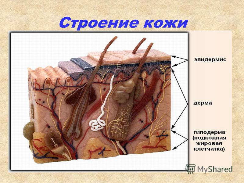 Презентация по анатомии кожа