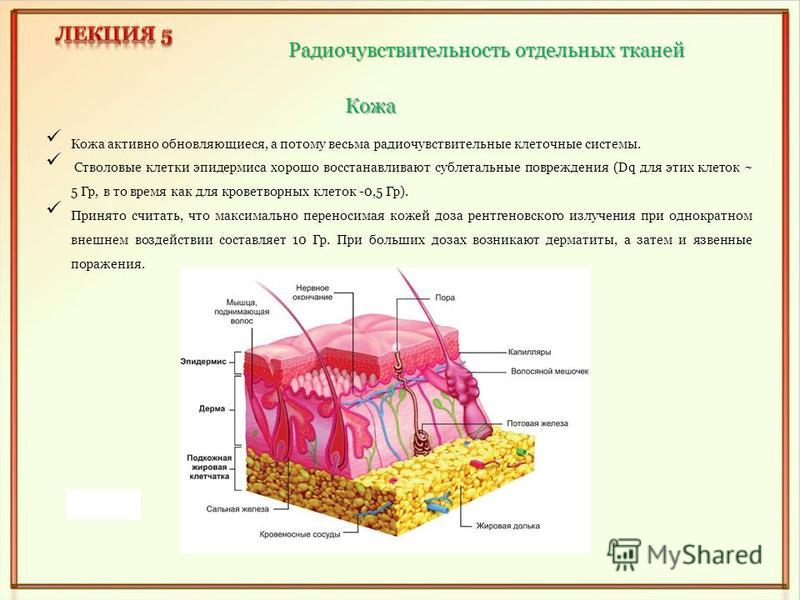 Какие клетки наиболее