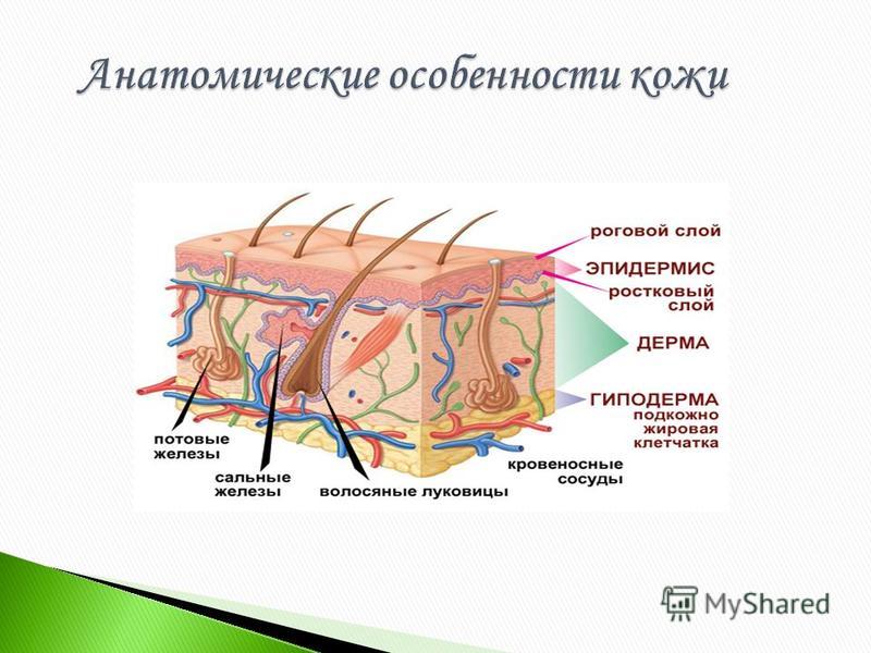 Эпидермис кожи рисунок