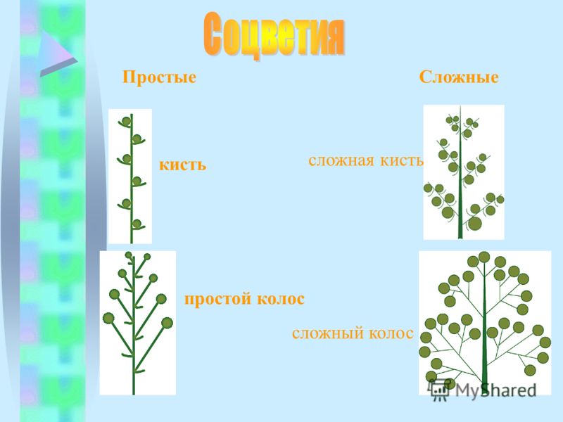 Характеристика соцветия сложный колос. Простой и сложный Колос. Сложная кисть. Простой Колос схема.