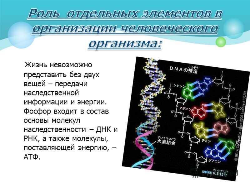 Фосфор входит