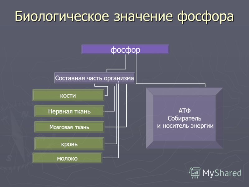 Биологическое значение человека