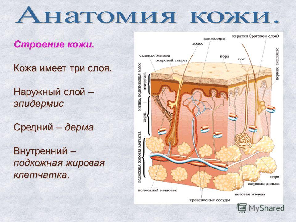 Строение кожи схема с подписями