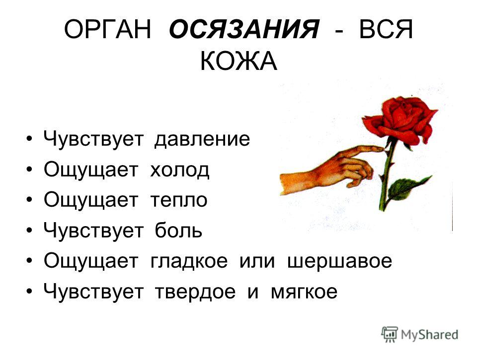 Орган осязания