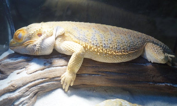 How long does brumation last for bearded dragons