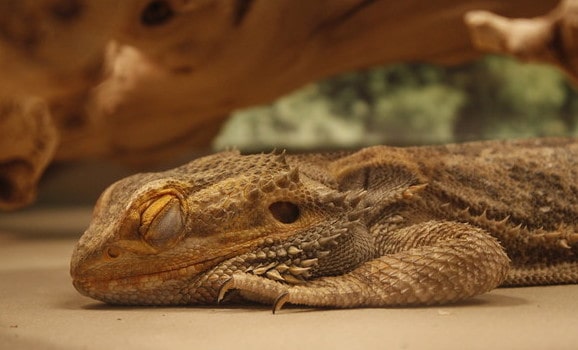 bearded dragon sleeping during brumation