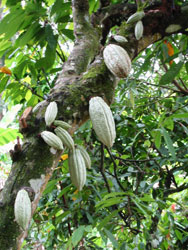 Photo of Where Does Chocolate Come From