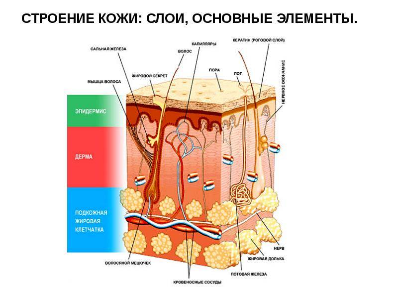 Строение кожи фото