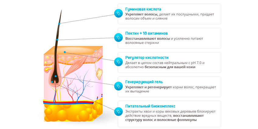 Как восстановить луковицы