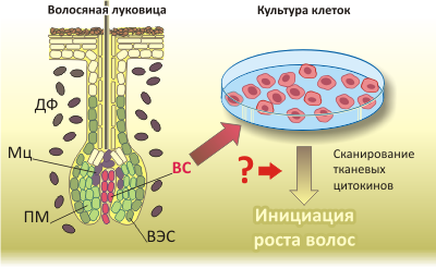 Воспаление волосяного фолликула фото