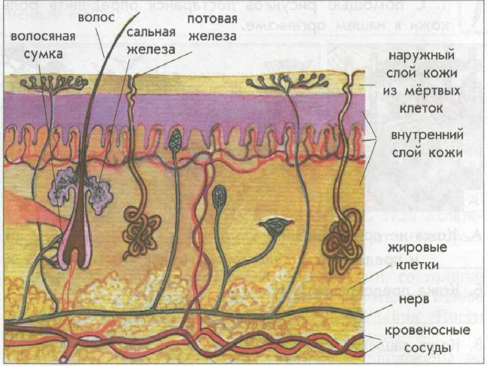 Строение кожи нарисовать