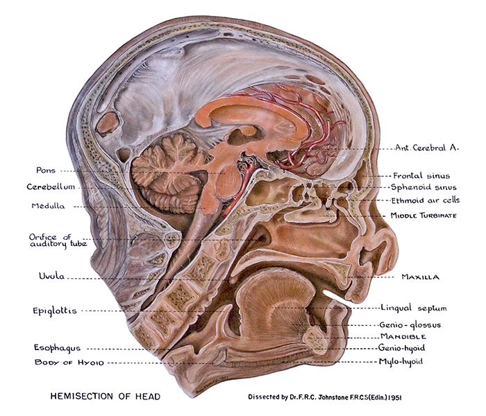 Органы головы. Сагиттальный разрез головы. Голова человека в разрезе анатомия. Строение внутренностей головы.