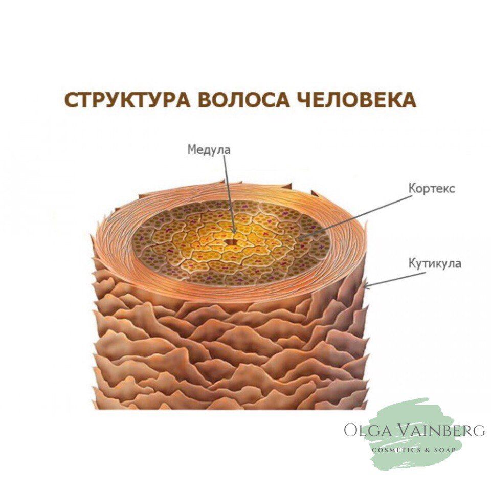 Строение волоса картинки волоса