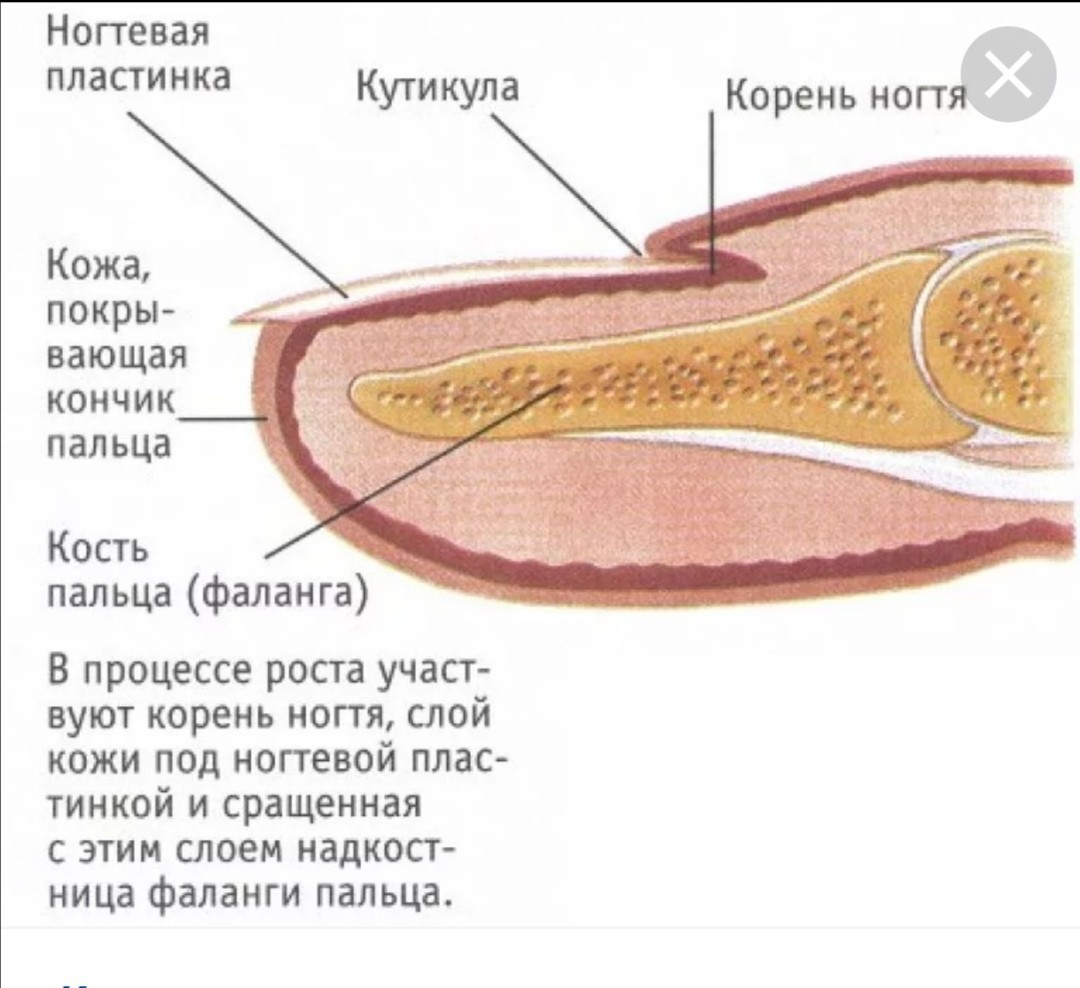 Онихобласты. Анатомия ногтевой фаланги. Ногтевая фаланга пальца руки анатомия. Ногтевая фаланга большого пальца ноги анатомия. Строение пальца и ногтевой пластины.