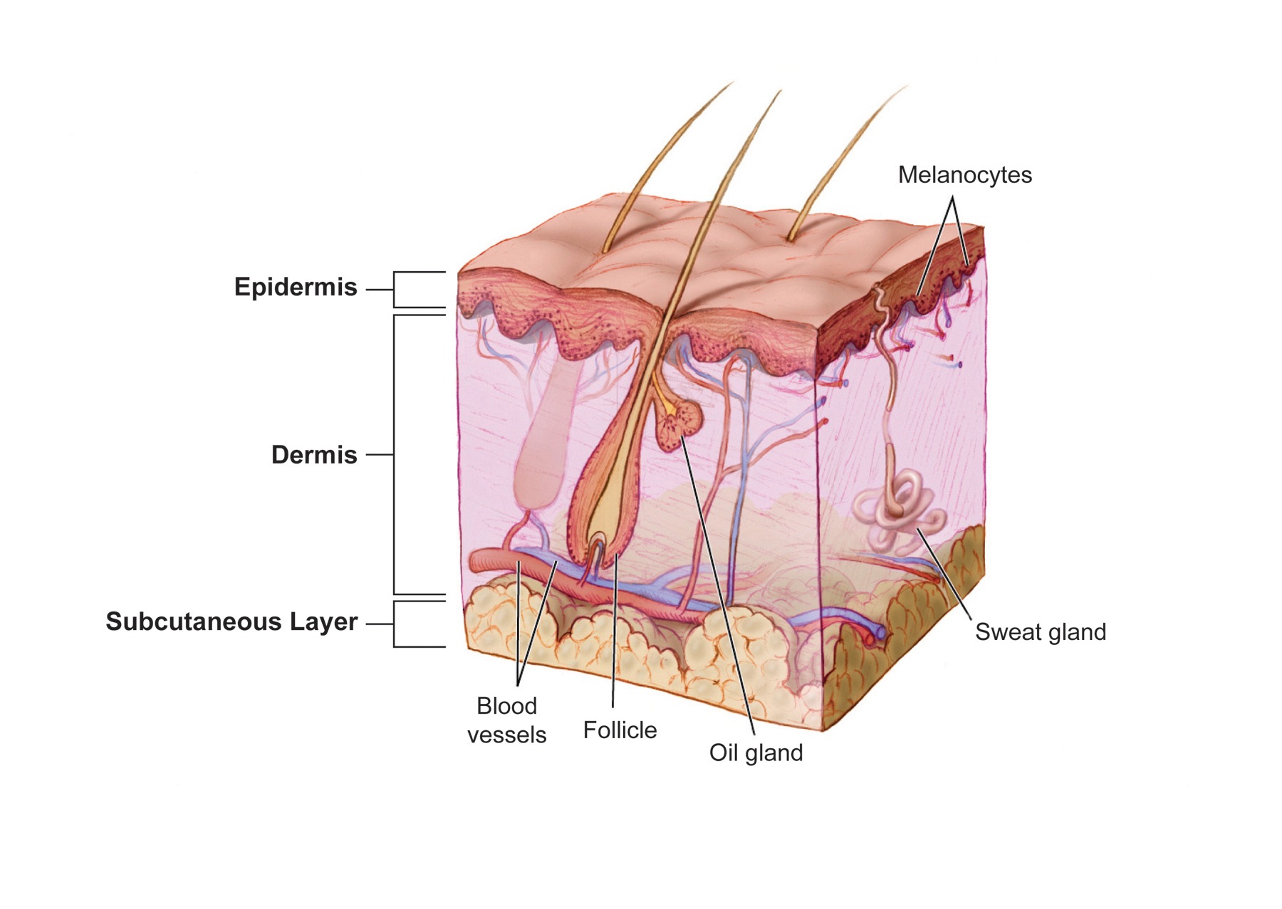Где расположены сальные потовые железы и корни. Строение кожи эпидермис дерма гиподерма. Строение сальной железы человека анатомия. Строение сальных желез кожи.