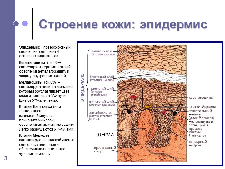 Тип ткани эпидермиса кожи