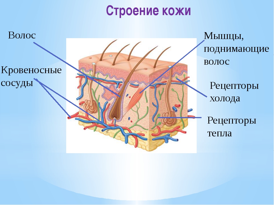 Кожа анатомия. Состав кожи человека 4 класс. Строение кожи человека схема. Схематичное строение кожи.