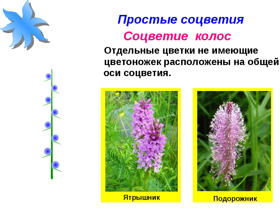 Соцветие имеет. Характеристика соцветия сложный Колос. Соцветия простые Колос ятрышник. Соцветие простой Колос примеры. Соцветие Колос примеры растений.