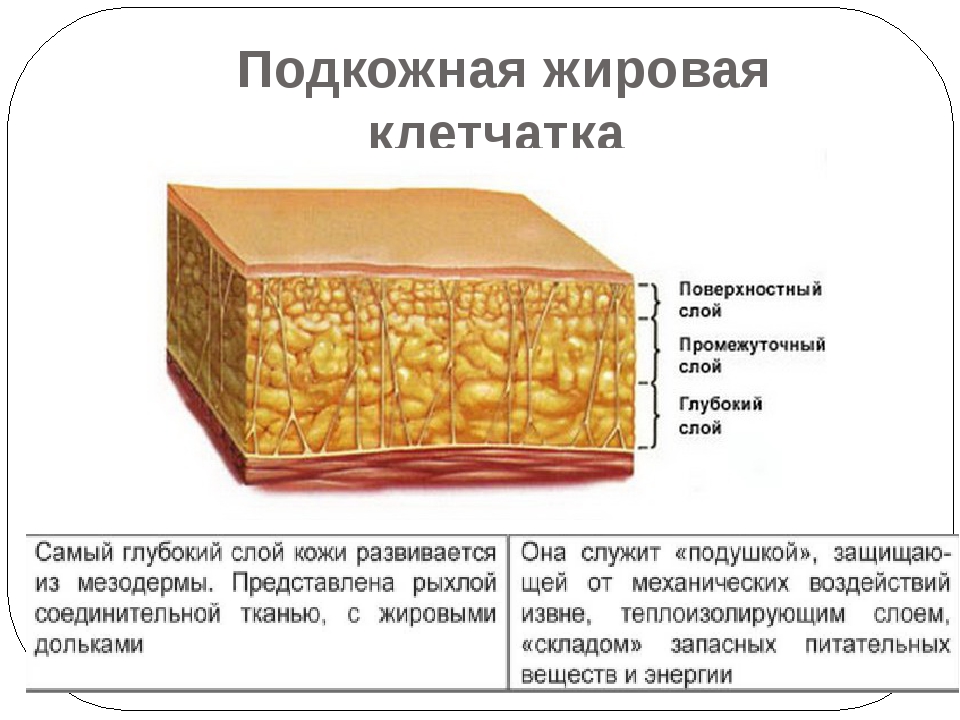 Какую функцию выполняет подкожная жировая. Строение подкожной жировой клетчатки кожи. Структуры слоя подкожная жировая клетчатка. Строение и функции подкожной жировой ткани. Строение подкожно жировой клетчатки.