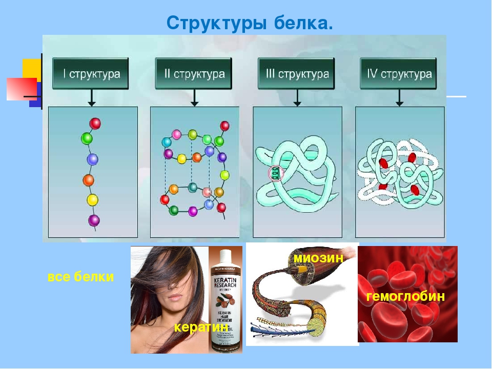 Структуры белка фото