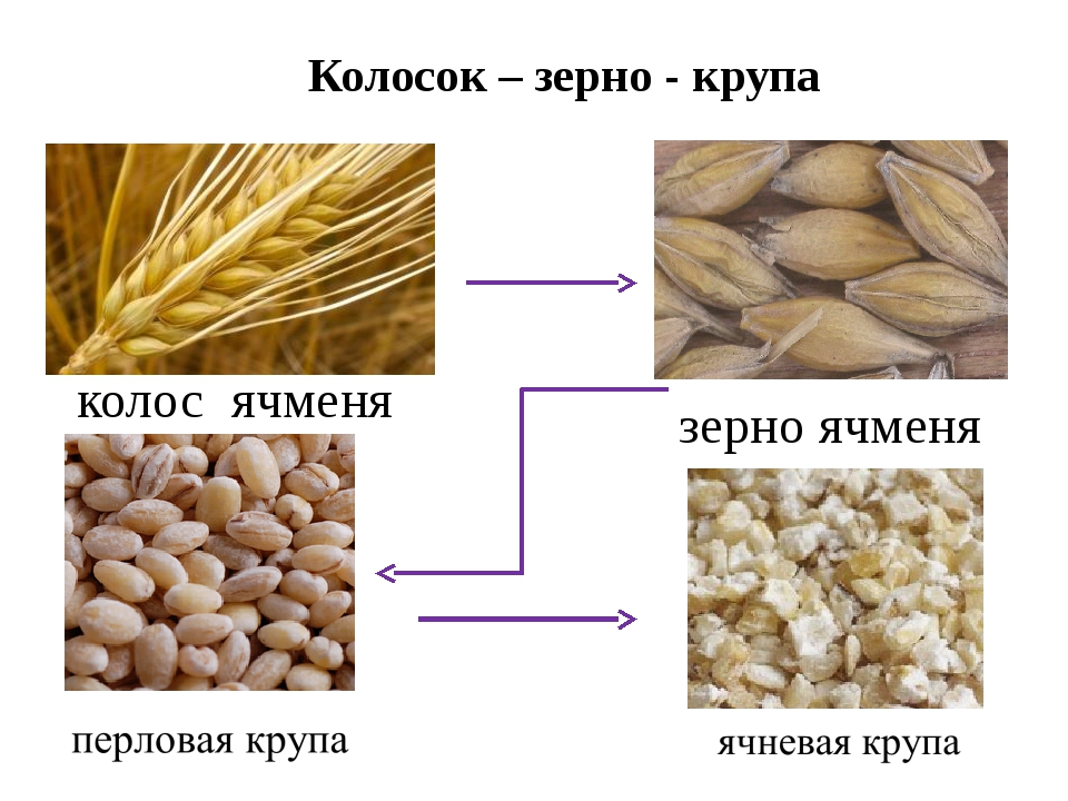 Перловка из какого зерна фото