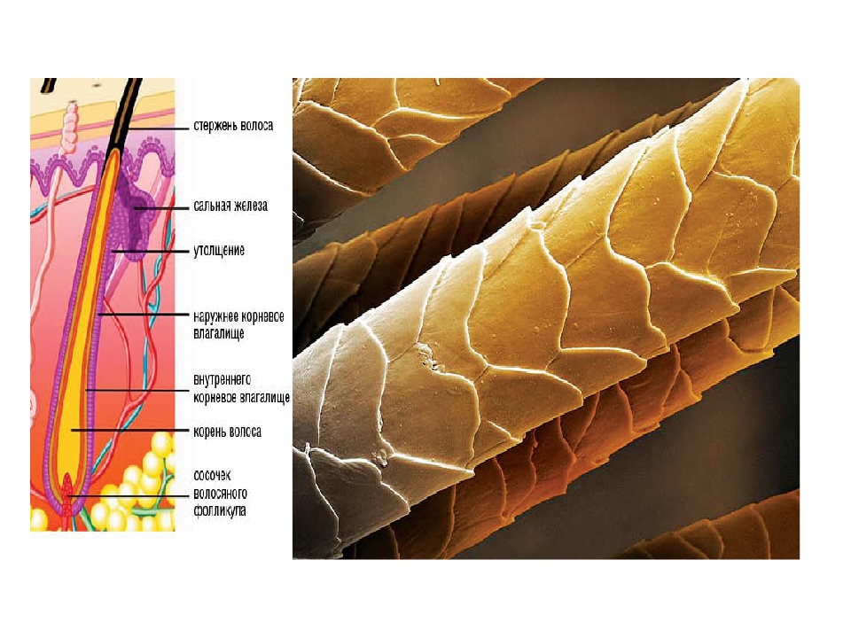 Корень волоса фото. Структура здорового волоса. Стержень и корень волоса. Строение стержня волоса. Волосяной стержень.
