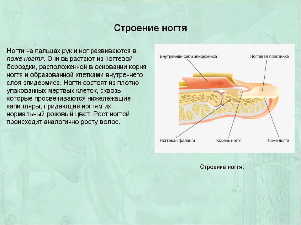 Строение ногтя. Строение кожи ногтя. Строение ногтя человека. Анатомия строение ногтя и кожи.