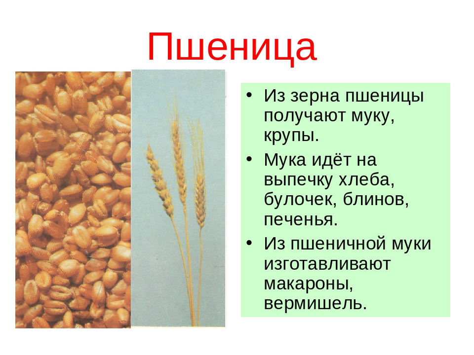 Пшеничные зерна согласование