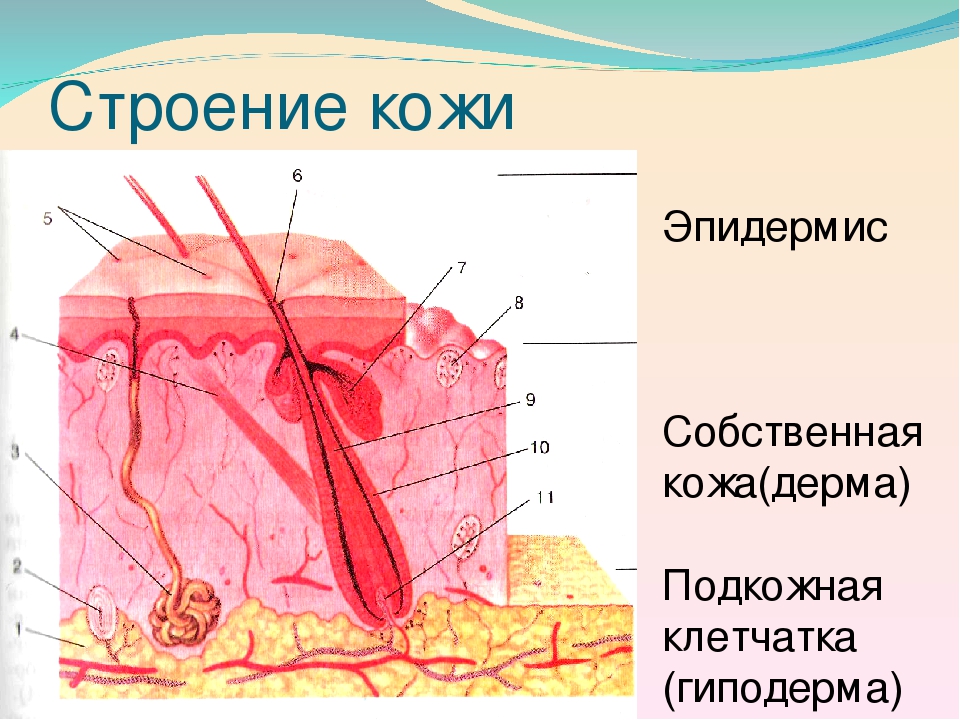 Тип ткани эпидермиса кожи