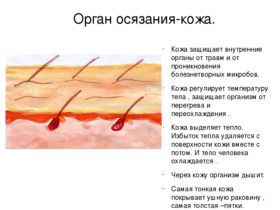 Кожа это орган. Орган осязания. Кожа осязание. Органы осязания кожа строение и функции. Строение органа осязания.