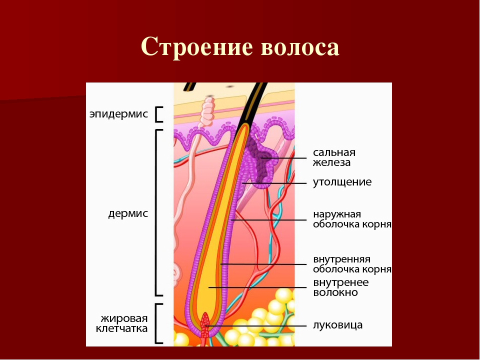 Строение 8 класс презентация. Строение волоса. Общее строение волоса. Строение волоса человека на голове. Строение волос на голове.