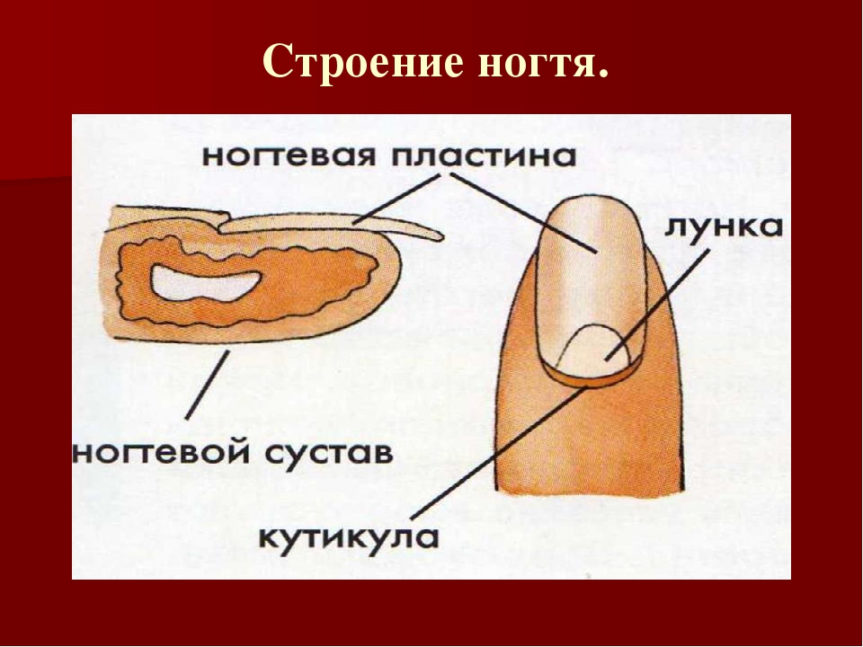 Строение ногтя и ногтевой пластины для мастера маникюра картинка с описанием