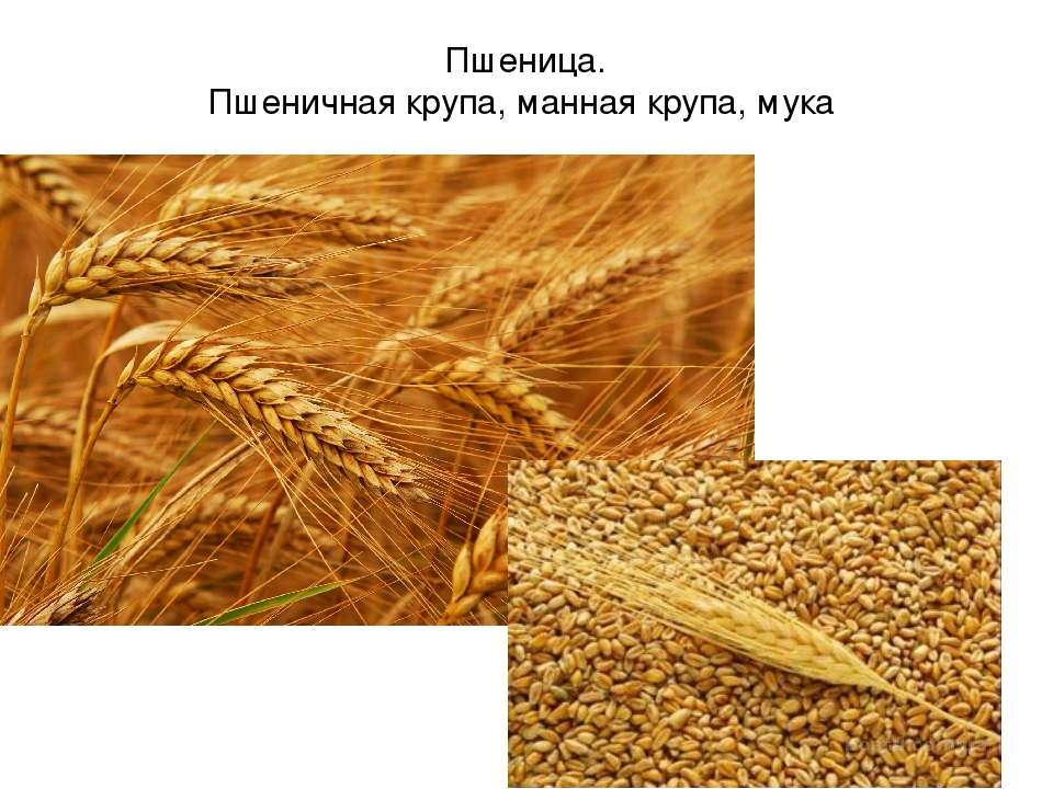 Пшеничная из чего делают. Пшеница крупа. Зерна манной крупы. Пшеница манка. Пшеница крупы из пшеницы.