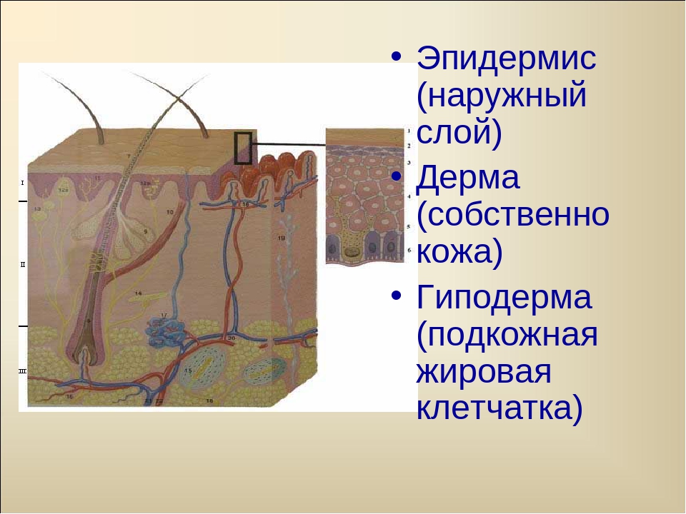 Подкожная ткань. Эпидермис дерма гиподерма. Слой кожи эпидермис дерма гиподерма. Эпидемия дерма гиподерма. Гиподерма рисунок.