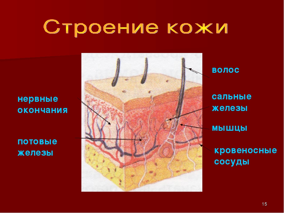 Кровеносные сосуды кожи. Строение кожи нервные окончания. Строение сосудов кожи. Нервные окончания кожи человека. Строение кожи кровеносные сосуды.