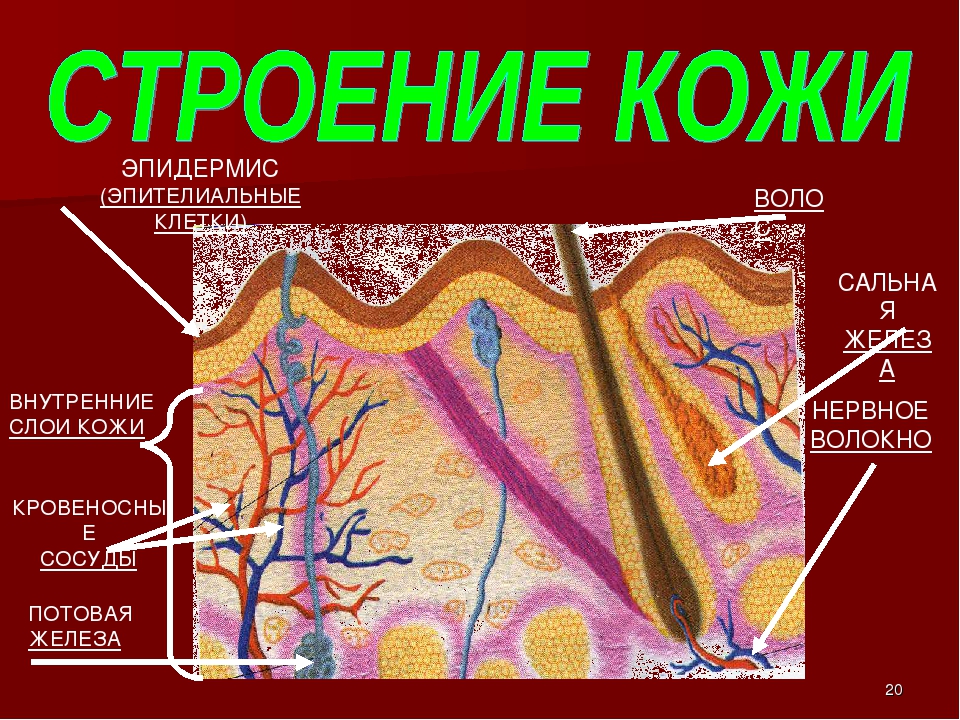 Свойства кожи ткань. Строение клетки кожи. Тема строение кожи. Доклад о строение кожи человека. Слои кожи.