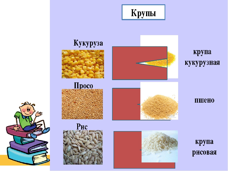 Какая каша из какого злака манная