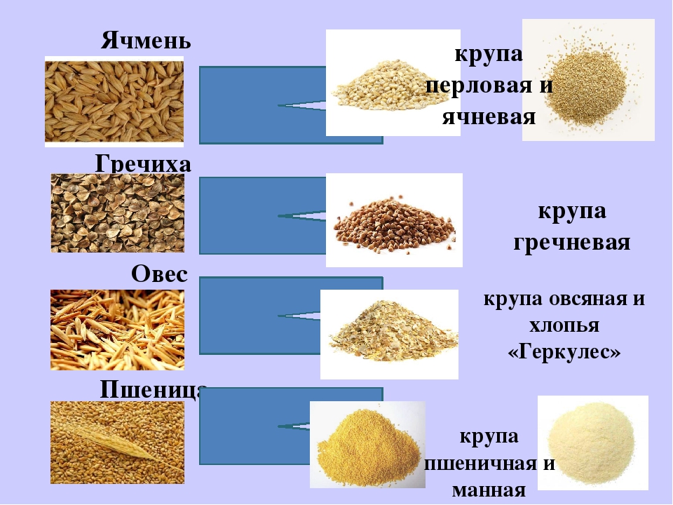 Перловка из какого зерна фото